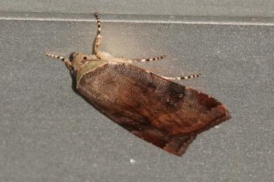 <i>Noctua</i>