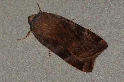 <i>Noctua</i>