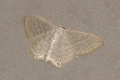 <i>Idaea subsericeata</i>