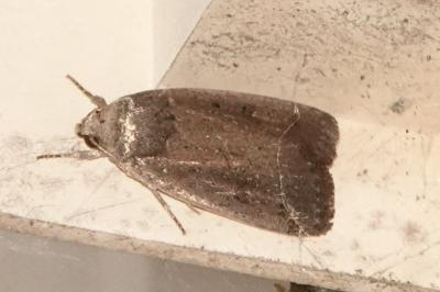 <i>Proxenus hospes</i>