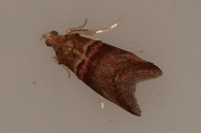 <i>Acrobasis tumidana</i>