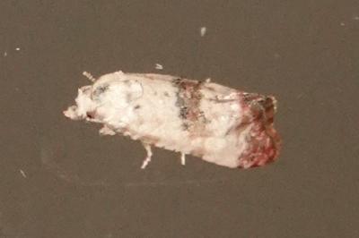 <i>Cochylis hybridella</i>