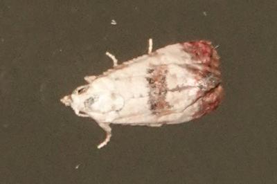 <i>Cochylis hybridella</i>