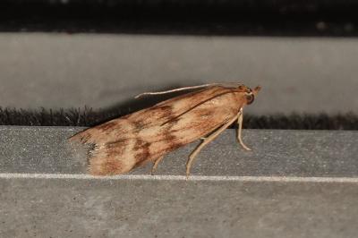 <i>Homoeosoma sinuella</i>