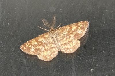 <i>Ematurga atomaria</i>