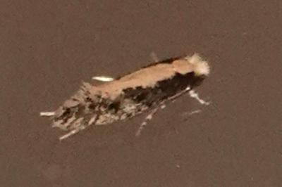 <i>Monopis crocicapitella</i>