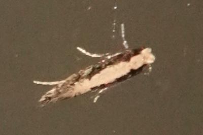 Monopis crocicapitella