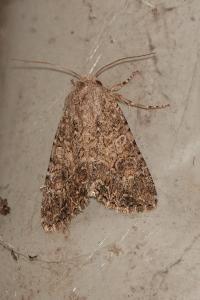<i>Anarta trifolii</i>