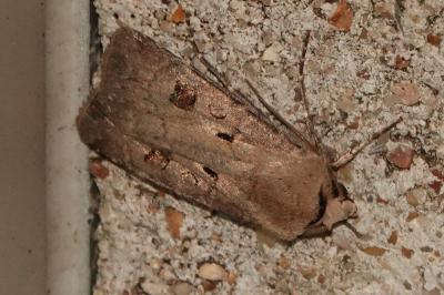 <i>Agrotis exclamationis</i>