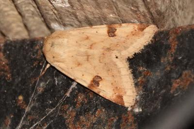 <i>Heliothis peltigera</i>