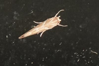 <i>Pyroderces argyrogrammos</i>