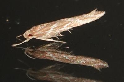 <i>Pyroderces argyrogrammos</i>