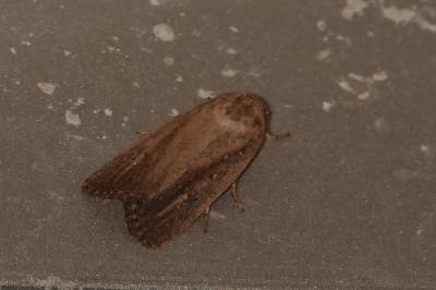 <i>Proxenus hospes</i>