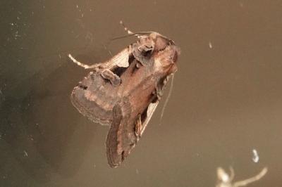 <i>Xestia c-nigrum</i>