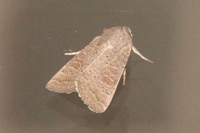 <i>Hoplodrina ambigua</i>