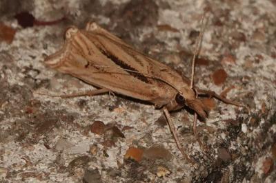<i>Ancylolomia tentaculella</i>