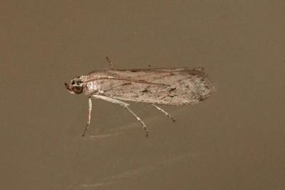 <i>Phycitodes</i>