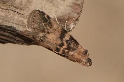<i>Euzophera pinguis</i>