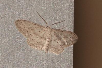 <i>Idaea seriata</i>