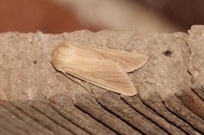 <i>Mythimna pallens</i>