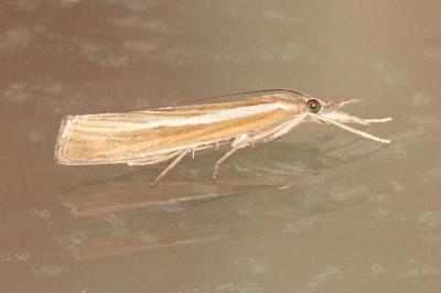 <i>Agriphila tristella</i>