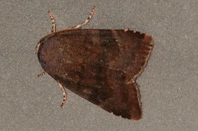 <i>Noctua</i>