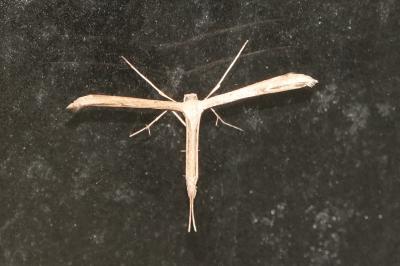 <i>Emmelina monodactyla</i>