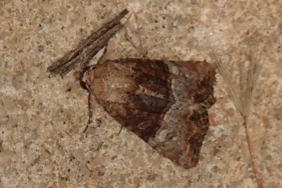 <i>Mesoligia furuncula</i>