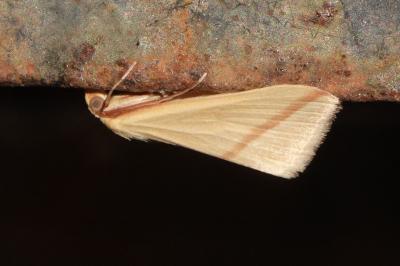 <i>Rhodometra sacraria</i>