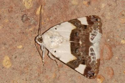 Acontia lucida