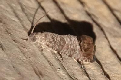 <i>Cydia pomonella</i>