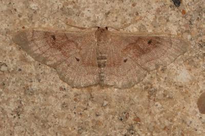 <i>Idaea degeneraria</i>