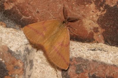 <i>Lythria purpuraria</i>