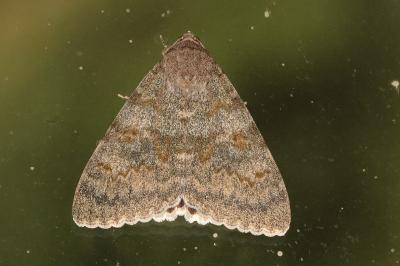 <i>Catocala elocata</i>