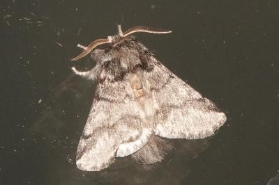 <i>Thaumetopoea processionea</i>
