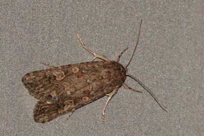<i>Spodoptera exigua</i>
