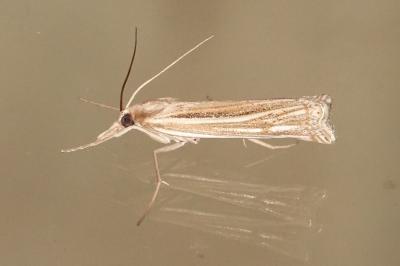 <i>Ancylolomia tentaculella</i>