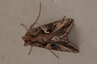 <i>Autographa gamma</i>