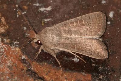 <i>Hoplodrina ambigua</i>