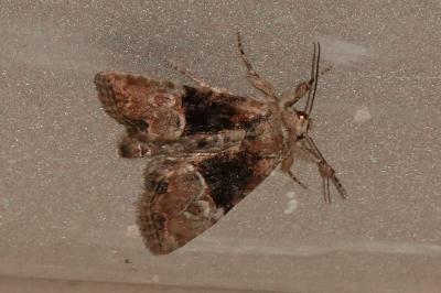 <i>Mesoligia furuncula</i>