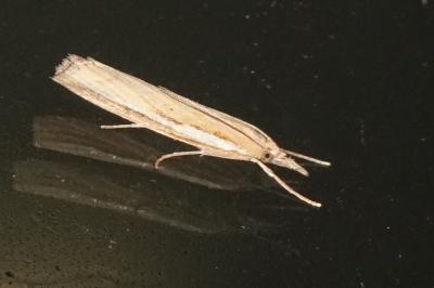 Agriphila tristella