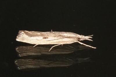 Agriphila inquinatella