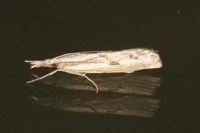 <i>Agriphila inquinatella</i>