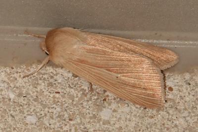 <i>Mythimna pallens</i>