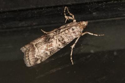 <i>Dioryctria</i>