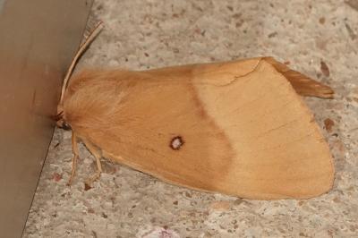<i>Lasiocampa quercus</i>