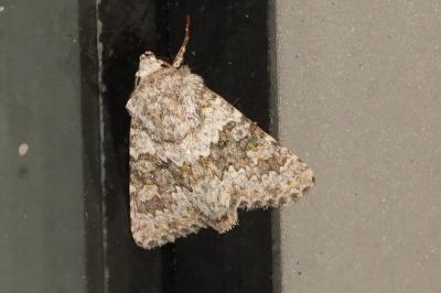 <i>Hecatera dysodea</i>