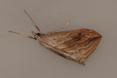 <i>Evergestis forficalis</i>