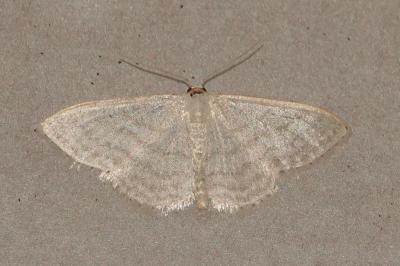 <i>Idaea subsericeata</i>