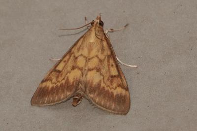 <i>Ostrinia nubilalis</i>